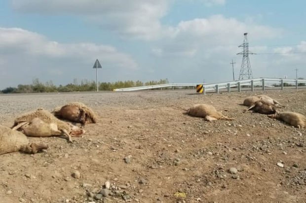 Maşın qoyun sürüsünü vurdu: 10 ölü, 11 yaralı – FOTO 1571334188 fotojet 6.jpg