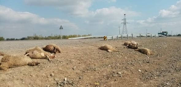 Maşın qoyun sürüsünü vurdu: 10 ölü, 11 yaralı - FOTO