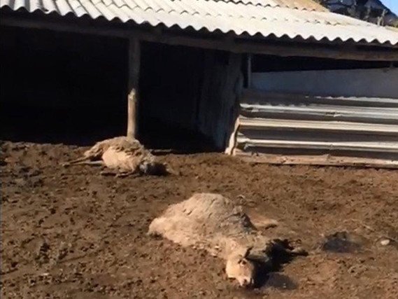 Cəlilabadda elektrik cərəyanı xırda buynuzlu ev heyvanlarını vuraraq öldürüb 1574581050 55f71ded a1f5 47d7 9ea2 ea4f18a76082 640.jpg