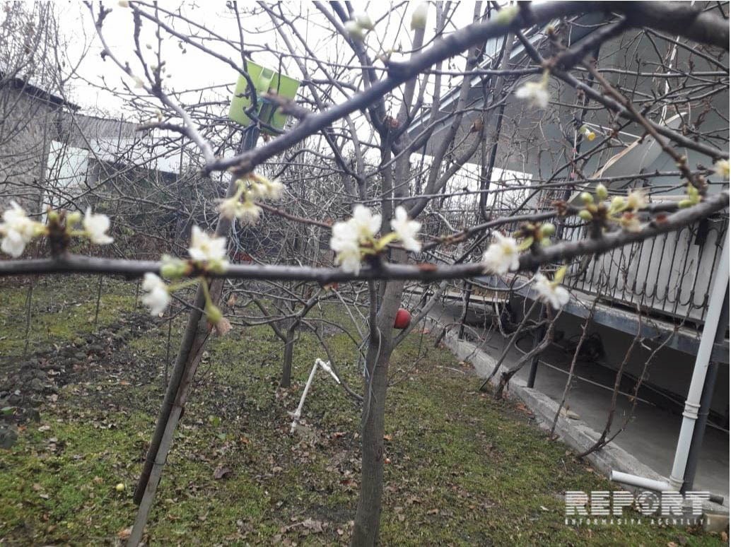 Qaxda alça ağacı qış mövsümündə çiçək açıb - FOTO