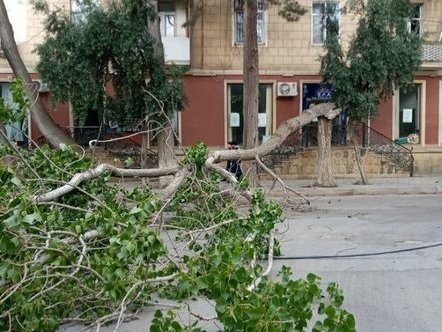 Bakıda küləyin fəsadları: Altı ağac aşdı, bir neçəsinin budağı qırıldı – FOTOLAR 1589724519 20200517 180722.jpg