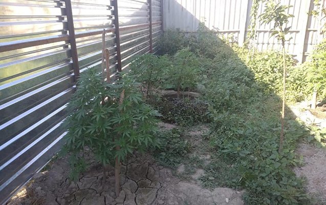 Ağcabədidə çətənə yetişdirən kişi və qadın tutuldu 1596370100 cetene.jpg