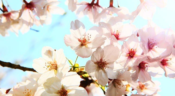 Azərbaycana bahar gəldi 1616237348 cicek spring sli.jpg