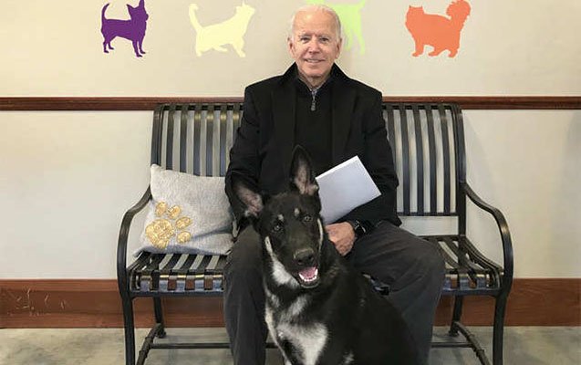 Baydenin itləri Ağ Evə qayıtdı 1616692068 biden it.jpg