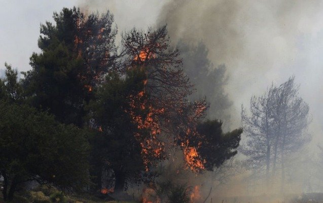 Bakıda yanğında 12 ağac məhv oldu 1620191571 agac98.jpg