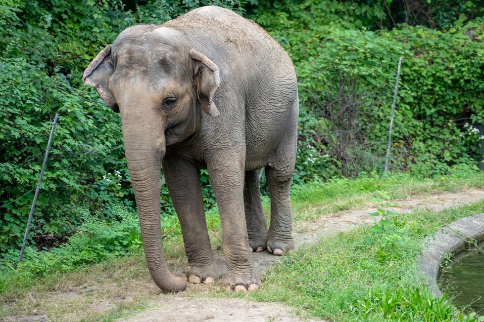 Nyu-York məhkəməsi filin müraciətinə baxacaq 1620580287 190923 happy the elephant.jpg