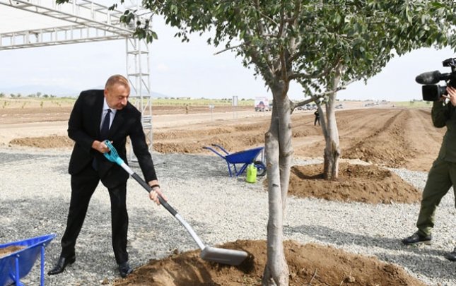 Prezident Ağdam şəhər meşə-parkında ağac əkdi 1622219407 1622203017479119219 1000x669.jpg