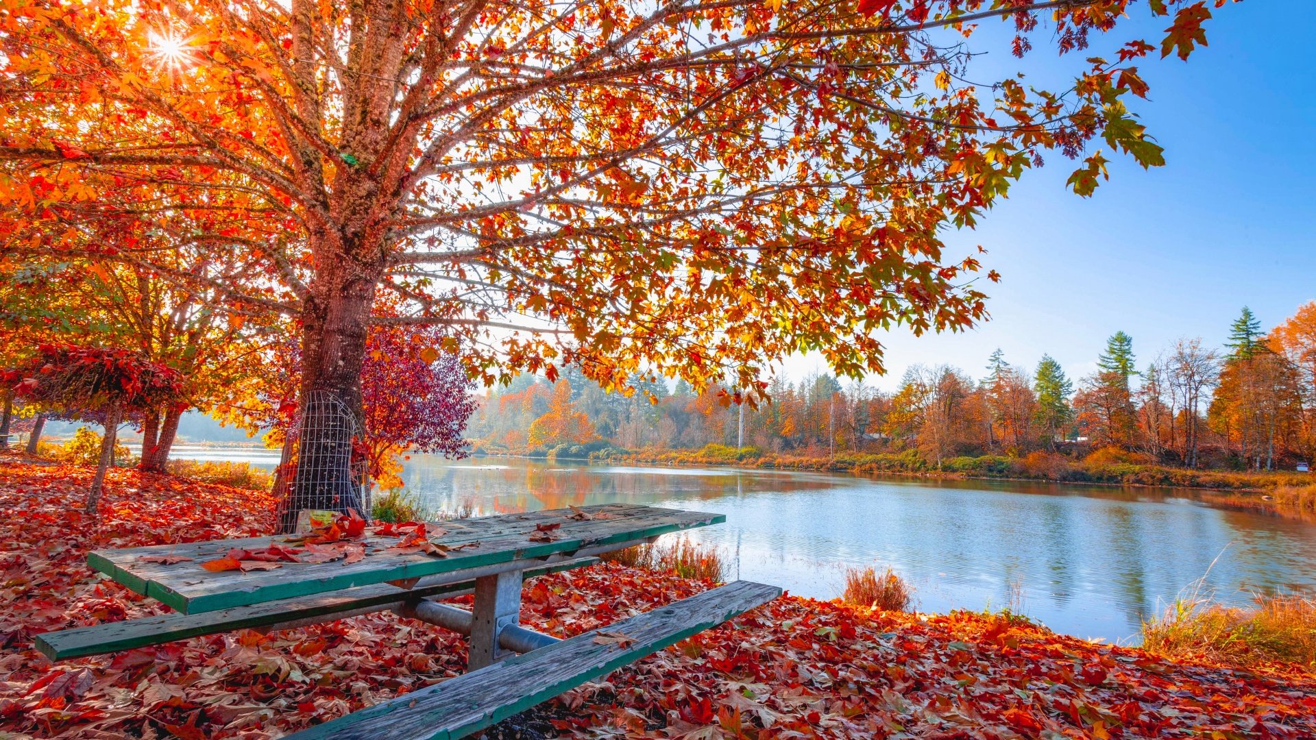Hava ilə bağlı 1663079713 autumn fall maple tree foliage autumn leaves sun light body 1920x1080 59081.jpg