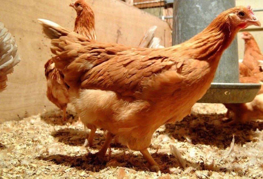 Quş qripinə dayanıqlı GMO-lu toyuqlar yetişdirilir 1697100999 16970992734809039850 1200x630.jpg