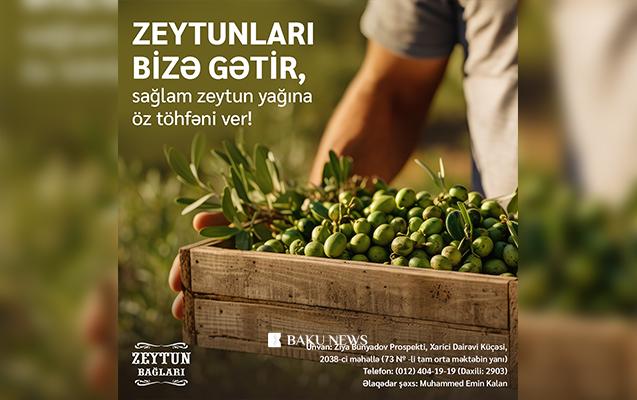 “Azərsun Holdinq” zeytun qəbuluna start verdi Zet.jpg