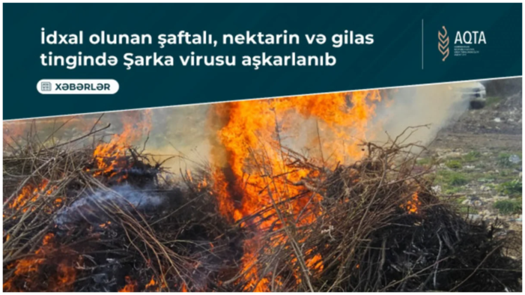 Türkiyədən Azərbaycana gətirilən şaftalı, nektarin, gilasda Şarka virusu aşkarlanıb 2525 scaled
