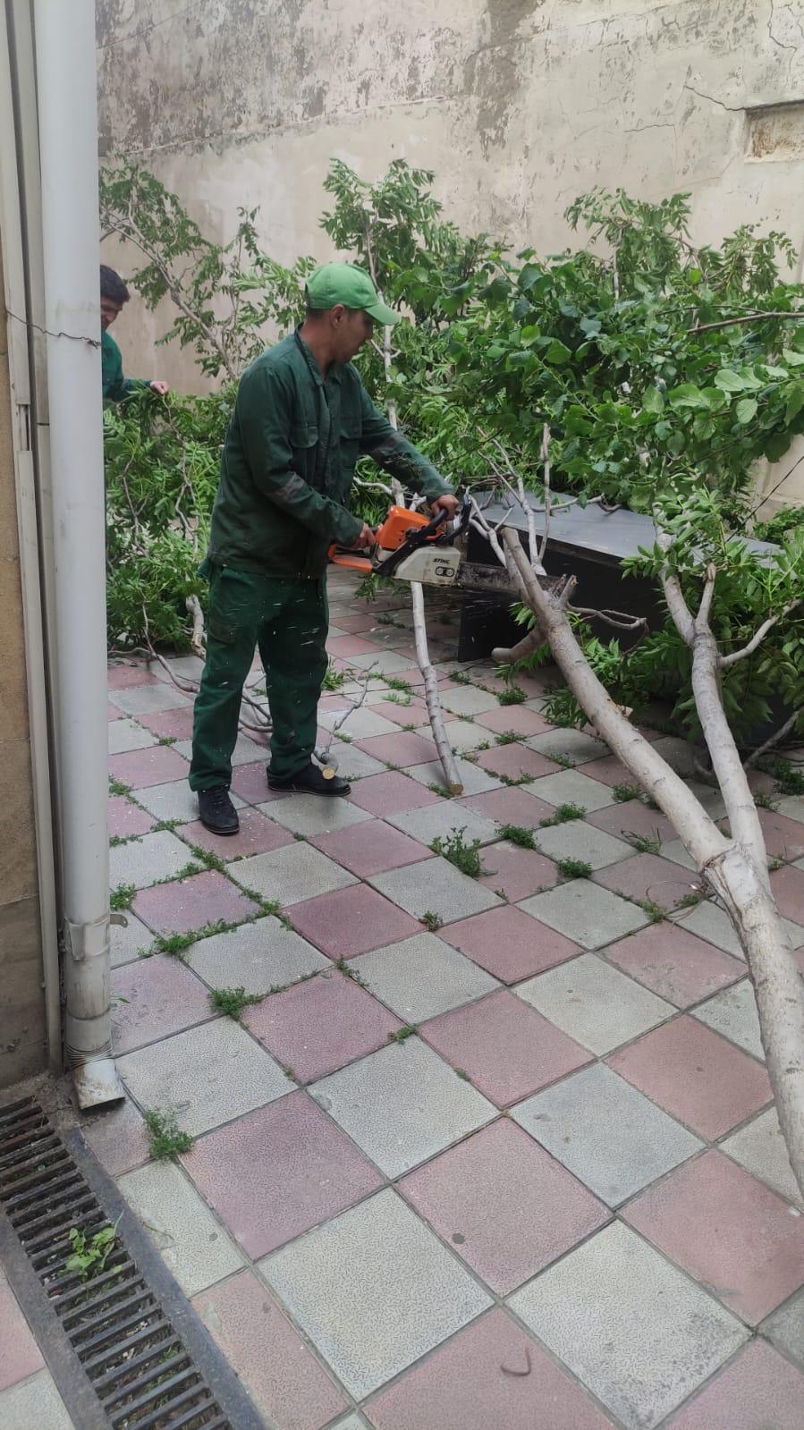 Dünəndən bəri Bakıda 41 ağac sınıb - OPERATİV MƏLUMAT - Şəkil 1