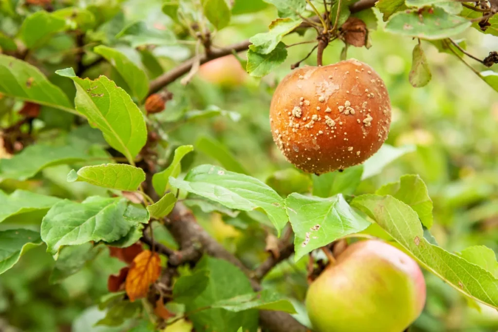 Apple tree disease 1 copy jpg 6ae58ed161e98